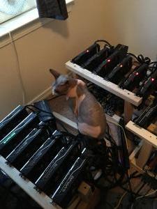 Hairless cat guarding the 470/480 rigs